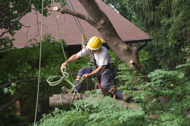 Trusted Vinco, PA Tree Removal Services Experts