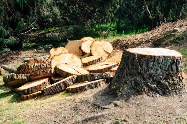 How Our Tree Care Process Works  in  Vinco, PA